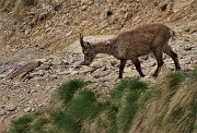 Laghi Gemelli dalle Baite di Mezzeno, fiori, stambecchi e ancora neve (4giu21) - FOTOGALLERY